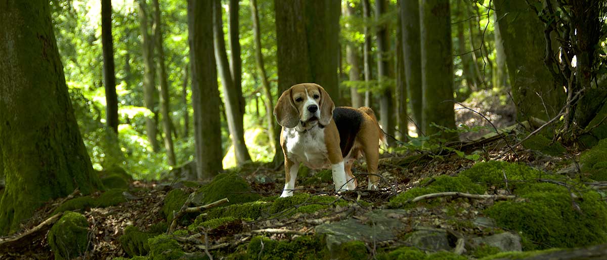 Emma im Wald